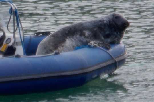 08 April 2021 - 08-16-10
Windo is back !  Go on, tell me it isn't Windo.  Mind you it looks like his lockdown diet hasn't worked. As my senior seal spotter said " we know who ate all the pies". The lovable lad had book an AirBnB on the Kingswear trots. Sleeps one.
----------------
Windo, the Dartmouth seal back on show